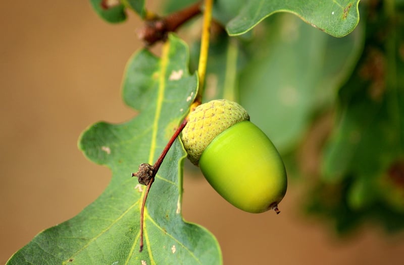 Squash